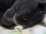 nyan13.jpg