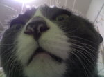 nyan14.jpg